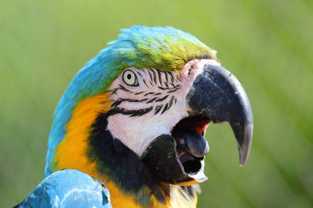 istock Head shot of a parrot 994866376