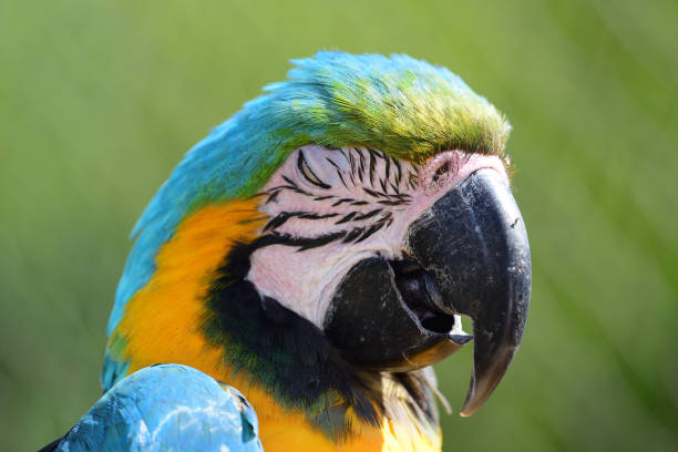 istock Head shot of a parrot 994866406