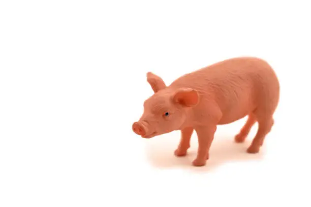 Photo of Pig stock images
