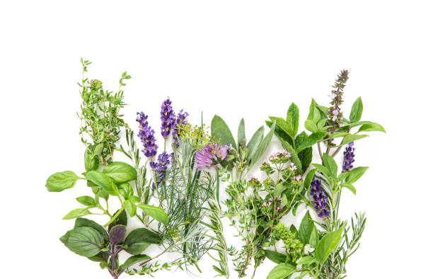 istock Fresh herbs basil rosemary sage thyme mint savory Food background 994869306