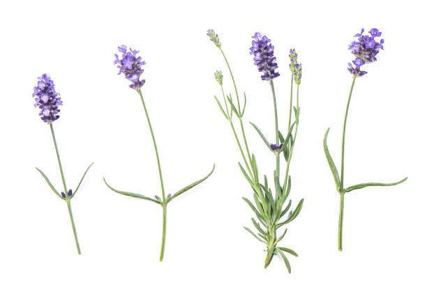 istock Lavender flowers isolated white background 994869930
