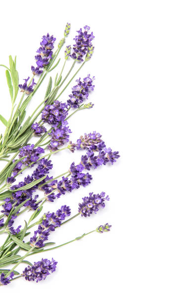 istock Lavender herb flower white background Floral border 994869956