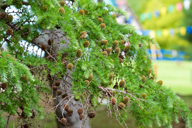 Many larch seeds Many larch seeds are hanging. larix kaempferi stock pictures, royalty-free photos & images