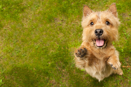 A small dog (Norwich Terrier) stands on the back with an extended tongue and raised paws on the green grass and looks at the camera. To the left of the dog a place under copy space