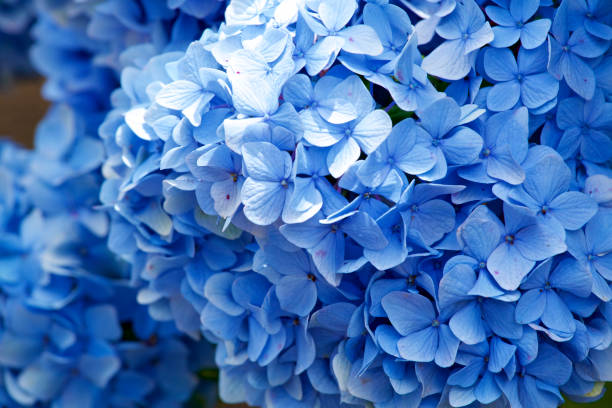istock Beautiful hydrangea flowers in garden 994870296