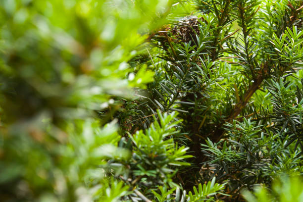 istock The green bush is close up. Blurry front background. 994872604