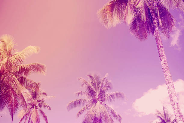 istock coconut trees over clear sky on day noon light 994872652