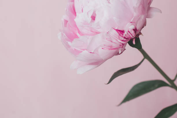 istock One pink peony stands on a pink background. 994872722