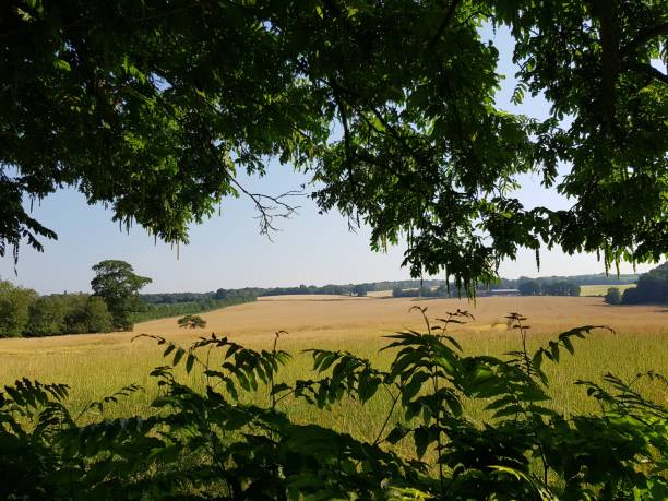 istock English countryside during Summer heatwave. 994875480