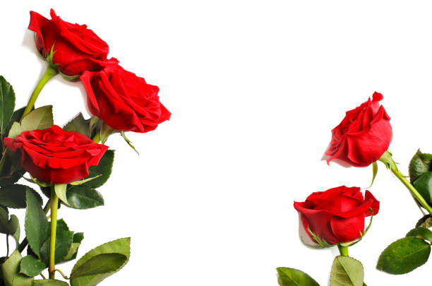 istock Fresh red roses isolated on white background. 994878304