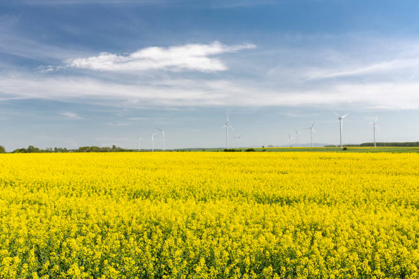 istock Blooming rapeseed field in Eastern Germany 994881512