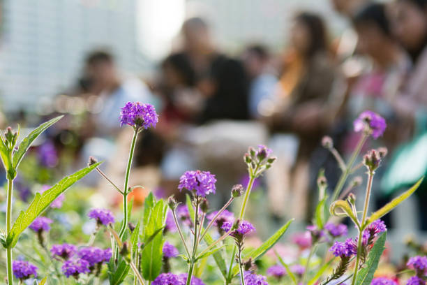 istock Purple flower background 994887858