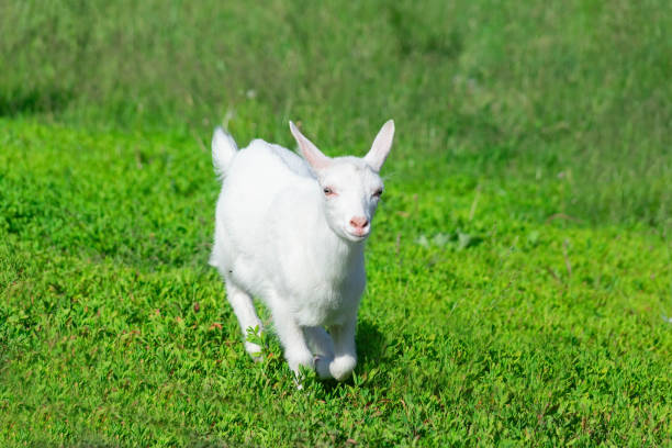 istock goat in a field of wheat 994891262