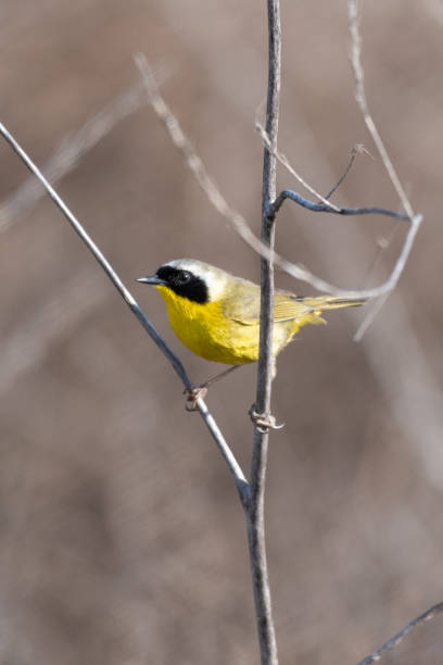 istock Male Common Yellowthroat 994895794