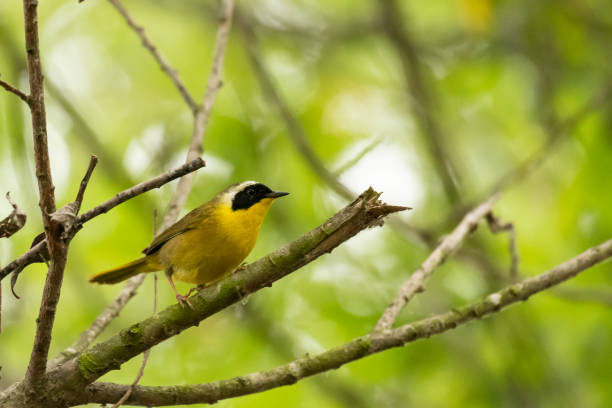 istock Male Common Yellowthroat 994895806