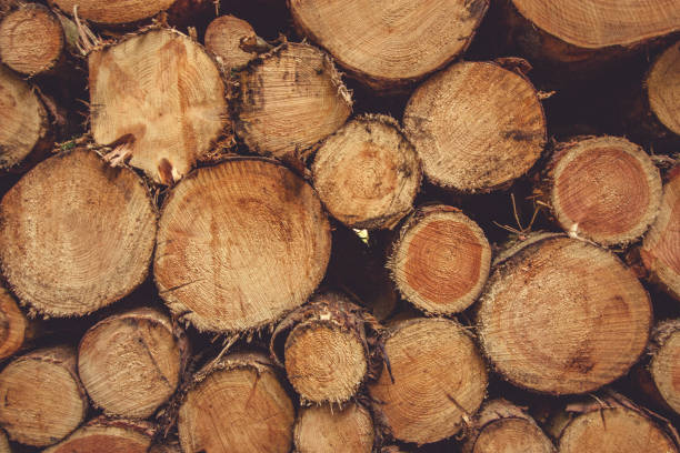 istock Vintage pile of logs in forest 994898330