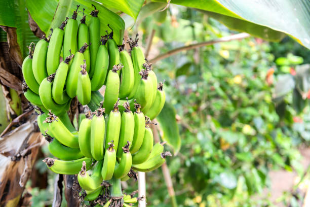 istock Unripe banana on tree 994911894