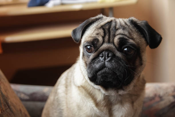 istock Close-up of dog 994912178