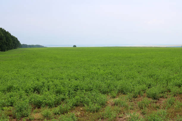 istock View of green lucerne field under blue sky 994912240