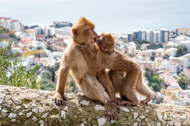 macacos de gibraltar - rock of gibraltar - fotografias e filmes do acervo