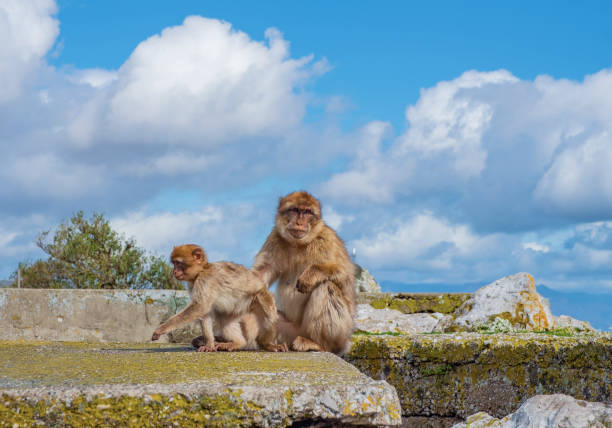 Gibraltar apes Gibraltar Apes -  Barbary Macaque family in  Gibraltar Nature Reserve barbary macaque stock pictures, royalty-free photos & images