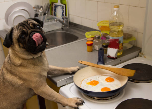 Dog fry eggs Pug dog cooking at kitchen. breed eggs stock pictures, royalty-free photos & images