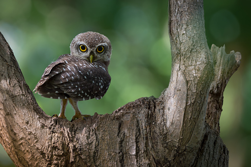 Spotted owlet (Athene brama) standing on the nest, looking at camera with curiosity, evening light. Cute and curious Owlet staring