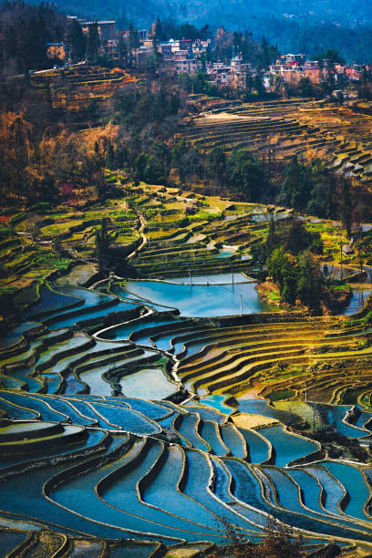 Yuanyang Rice Terrace Field during afternoon from top angle vertical view with village as background Yuanyang Rice Terrace Field during afternoon from top angle vertical view with village as background rice paddy photos stock pictures, royalty-free photos & images