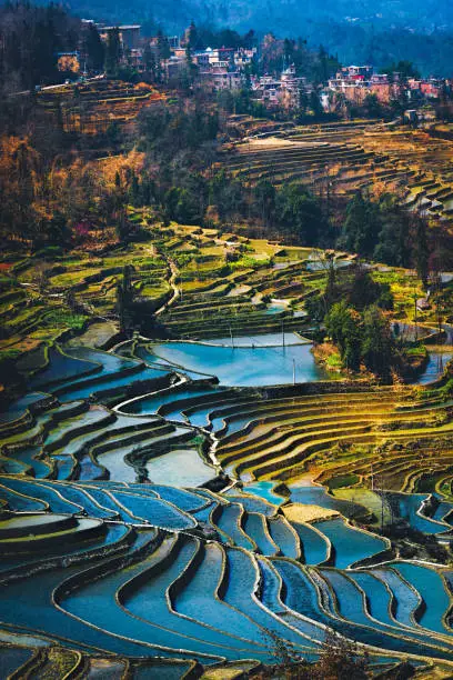 Yuanyang Rice Terrace Field during afternoon from top angle vertical view with village as background