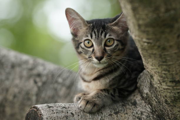 istock Maine Coon cat relaxtime 994917958