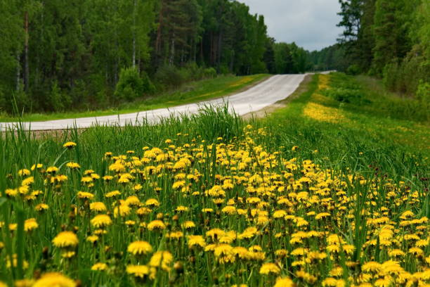 istock Dandelions along the road 994918418
