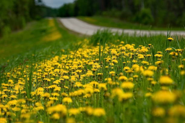 istock Dandelions along the road 994918438