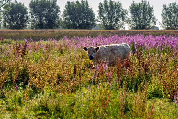istock Young light colored Galloway cattle in a nature reserve with colorful wild plants 994918520