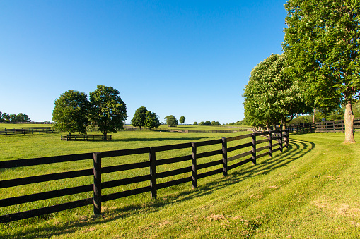 Green pastures of horse farms. Country summer landscape.