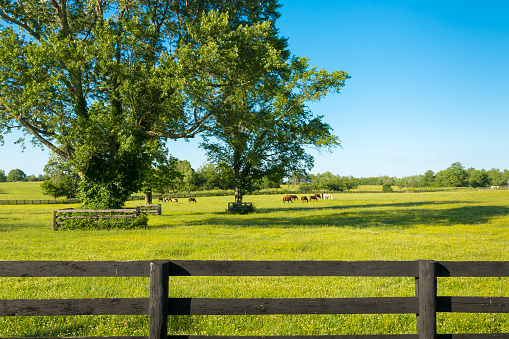 Green pastures of horse farms. Country summer landscape.