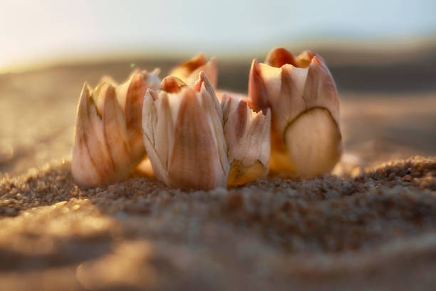 White and purple barnacles on a beach sand by the sea