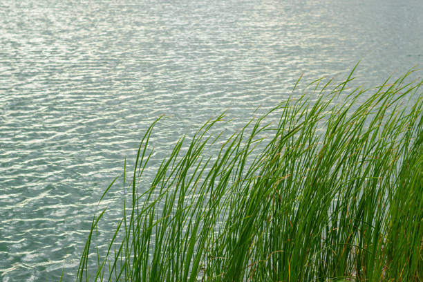 istock green leaves of  Typha angustifolia grass with a river on background. 994927664