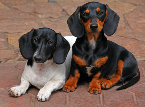 istock Dachshund Dog Summer Garden 994929742