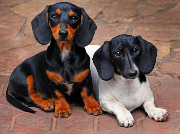 istock Dachshund Dog Summer Garden 994929766