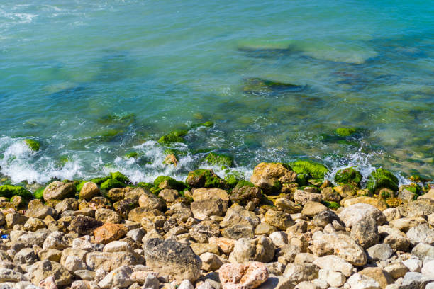 Layers of teal ocean, green algae and tan rocks Layers of teal ocean, green algae and tan rocks hurrican stock pictures, royalty-free photos & images