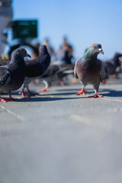 istock Close up of birds and pigeons 994934020