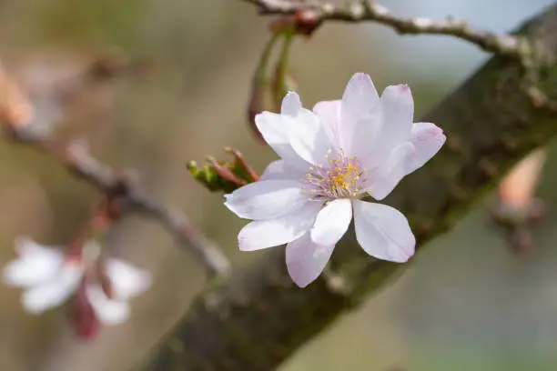 Higan cherry (Prunus subhirtella)