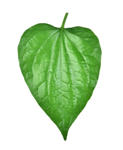 istock Wildbetal leafbush on white background 994958646
