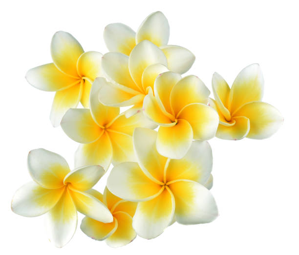 istock Frangipani flower isolated on white background 994958690