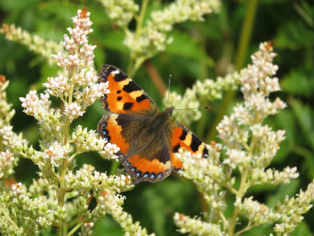 istock European small tortoiseshell butterfly (Aglais urticae) 994961386