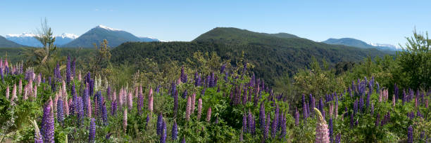 Lots of blue pod lupine flowers in bloom during spring time in Patagonia Argentina