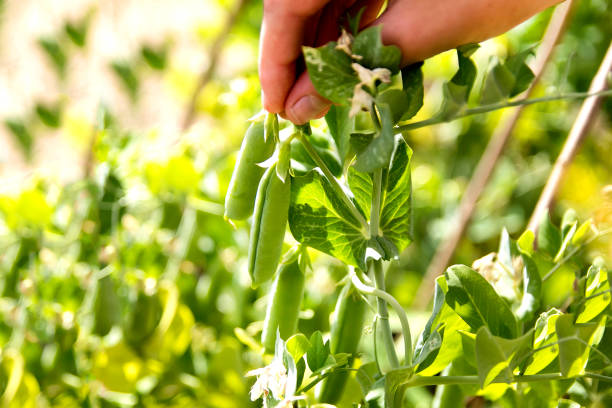 istock Hand holding fresh green peas 994964712