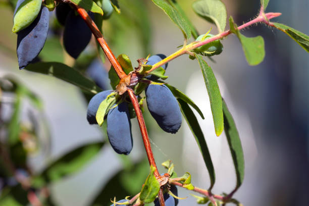 Close-up image of  honeysuckle fruits