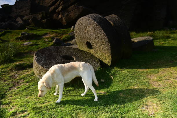 istock Labrador Retriever in the Peak District 994974660
