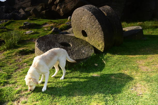 istock Labrador Retriever in the Peak District 994974678